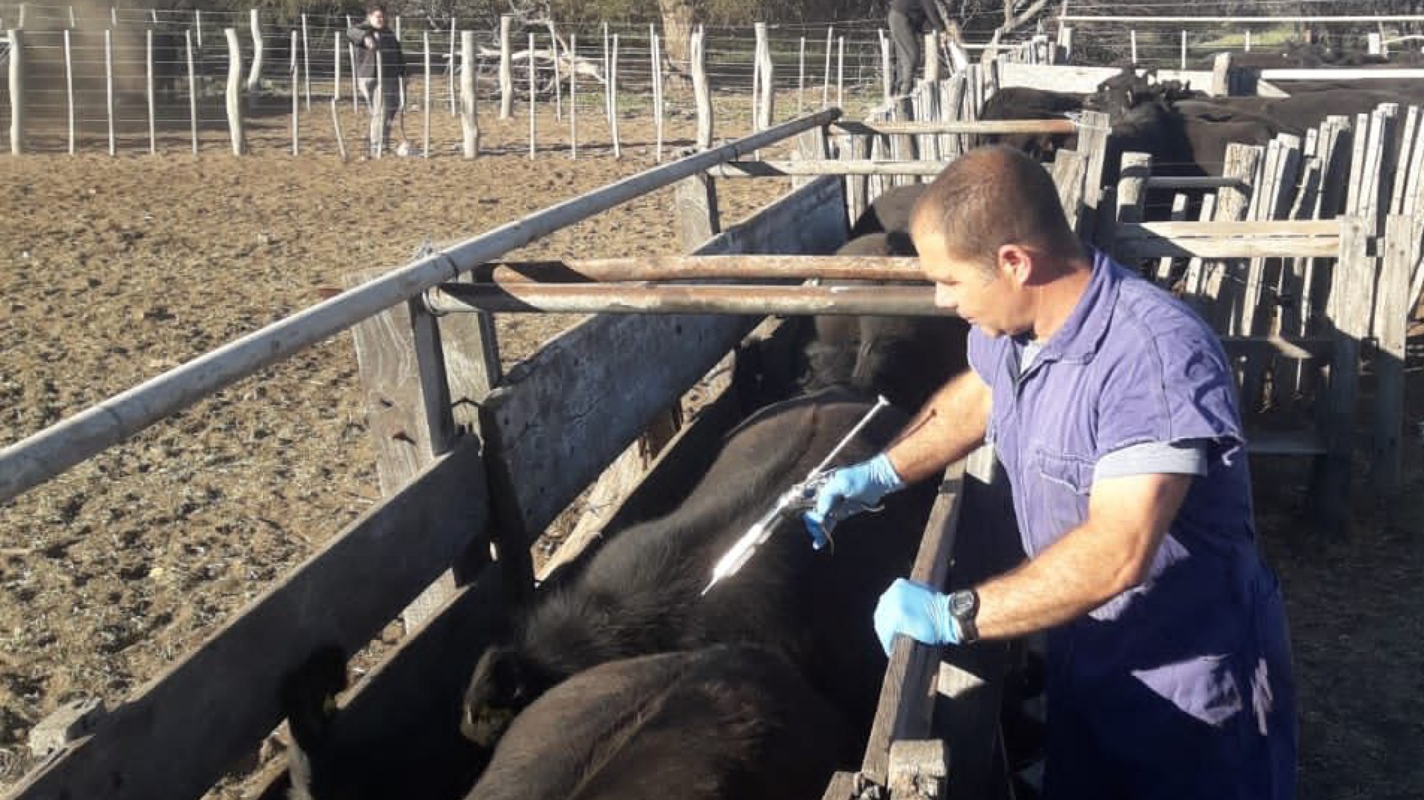 Comienza la segunda campaña anual de vacunación contra la fiebre aftosa